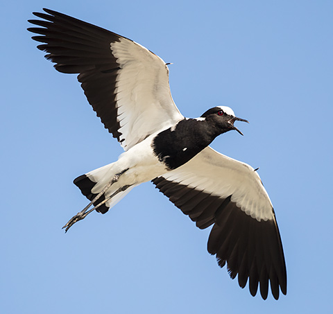 Blacksmith Lapwing in flight